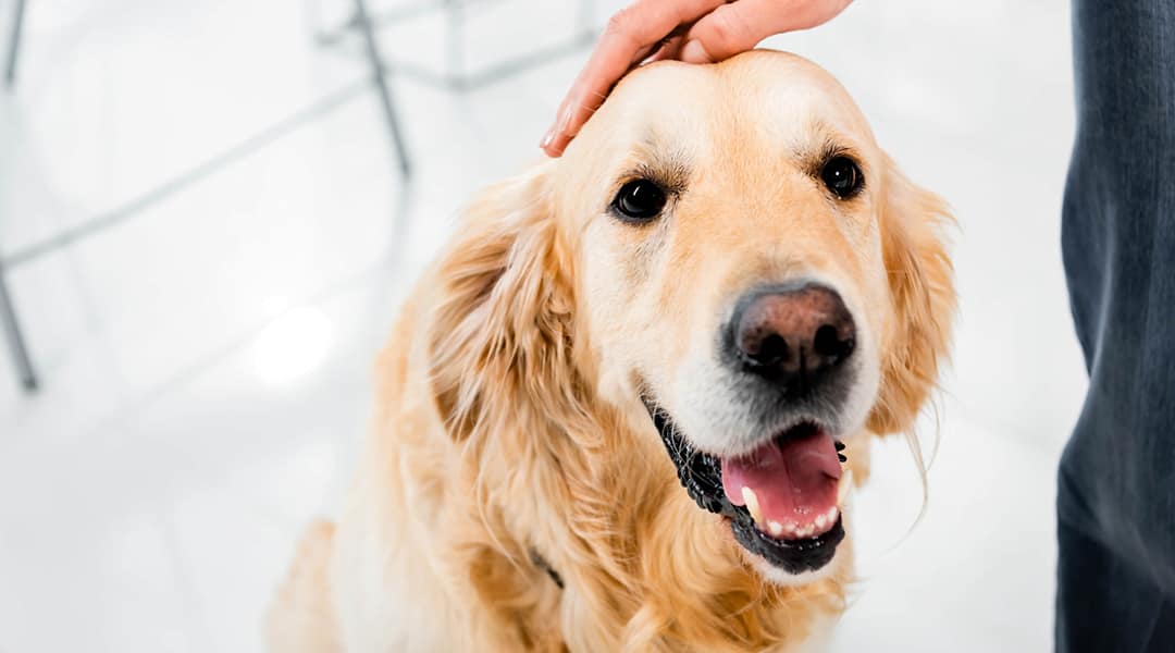 Mudanças ambientais para o seu cão atópico