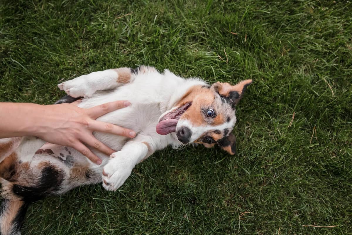 Nódulos na Pele do Cachorro: Quando se Preocupar?