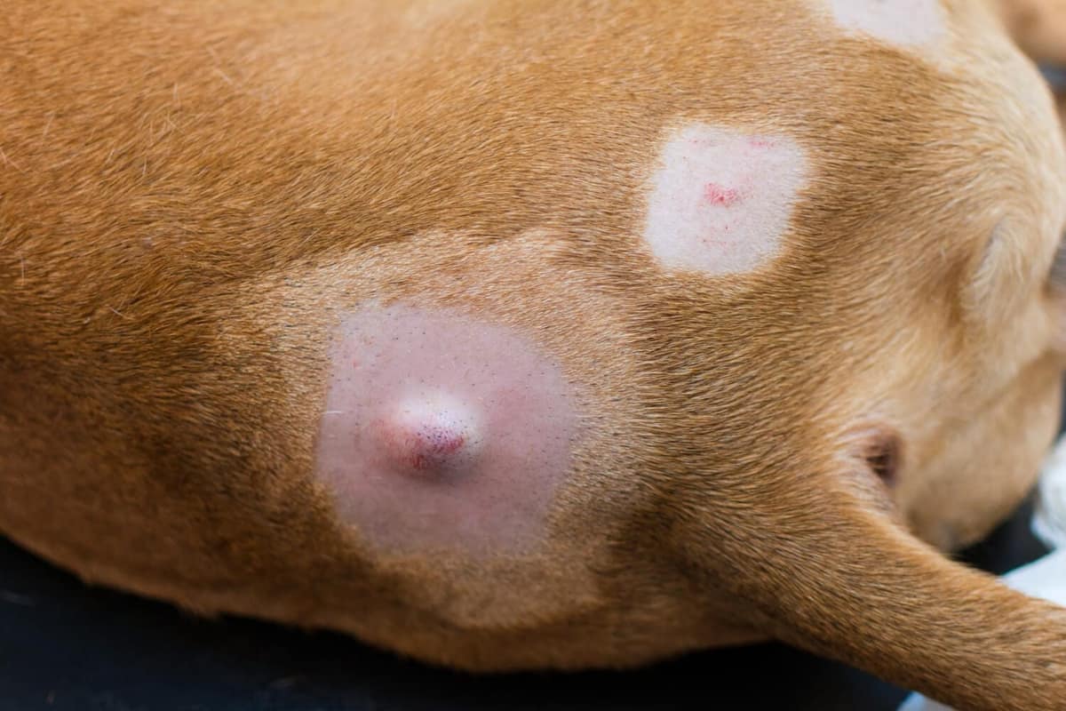 Nódulos na Pele do Cachorro: Como Agir Diante da Suspeita de Tumores