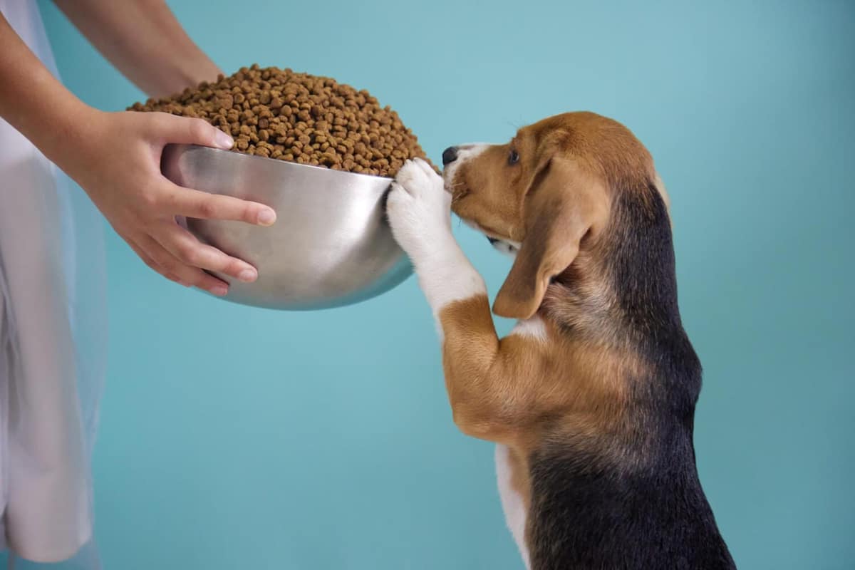 Nutrição Terapêutica para Cães Atópicos: Como a Alimentação Ajuda na Saúde da Pele