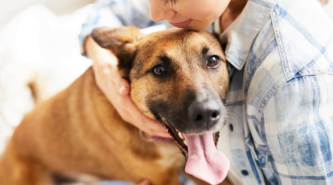 O que é eu devo entender sobre a seborreia no meu Pet?