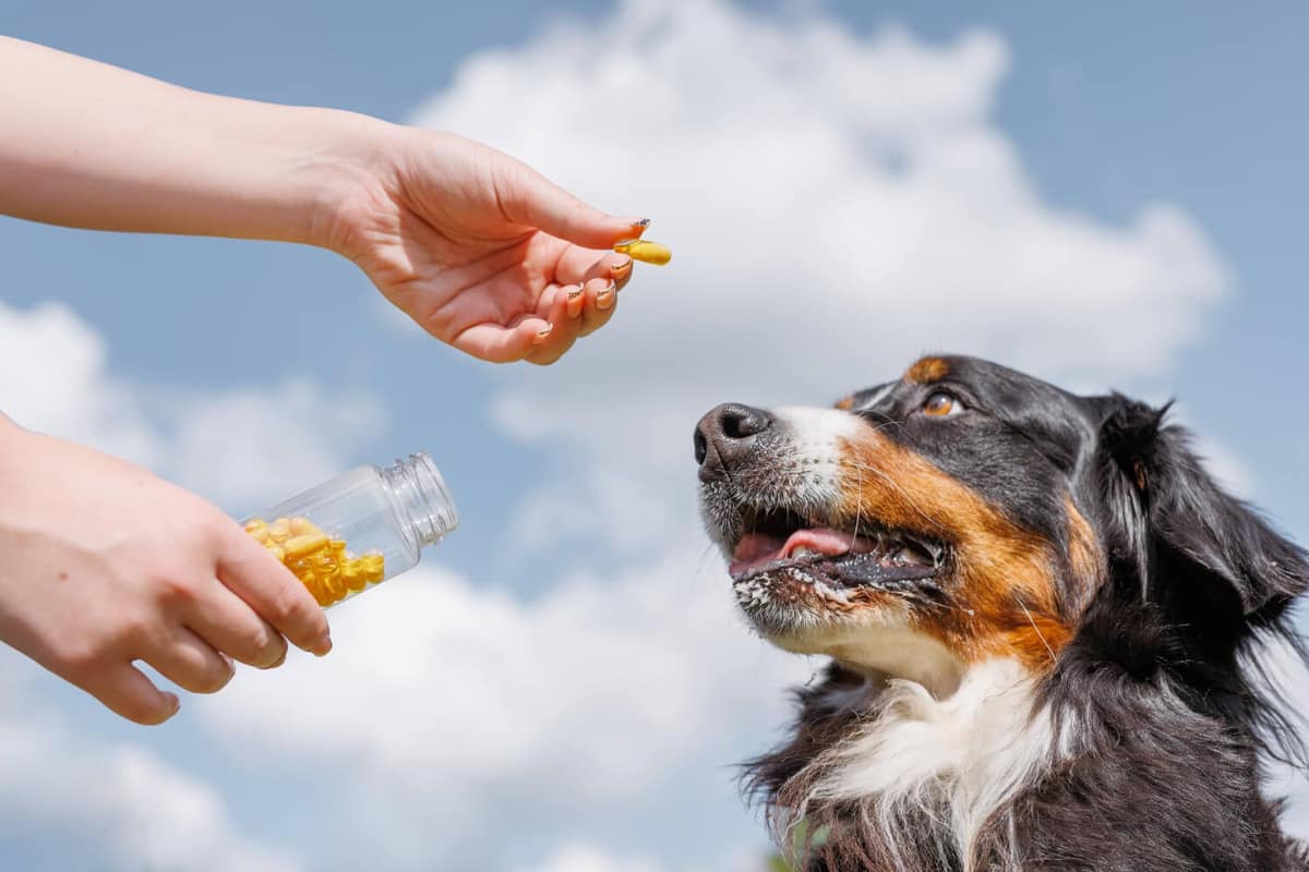 Ômega 3 como Coadjuvante no Tratamento da Dermatite Atópica em Pets