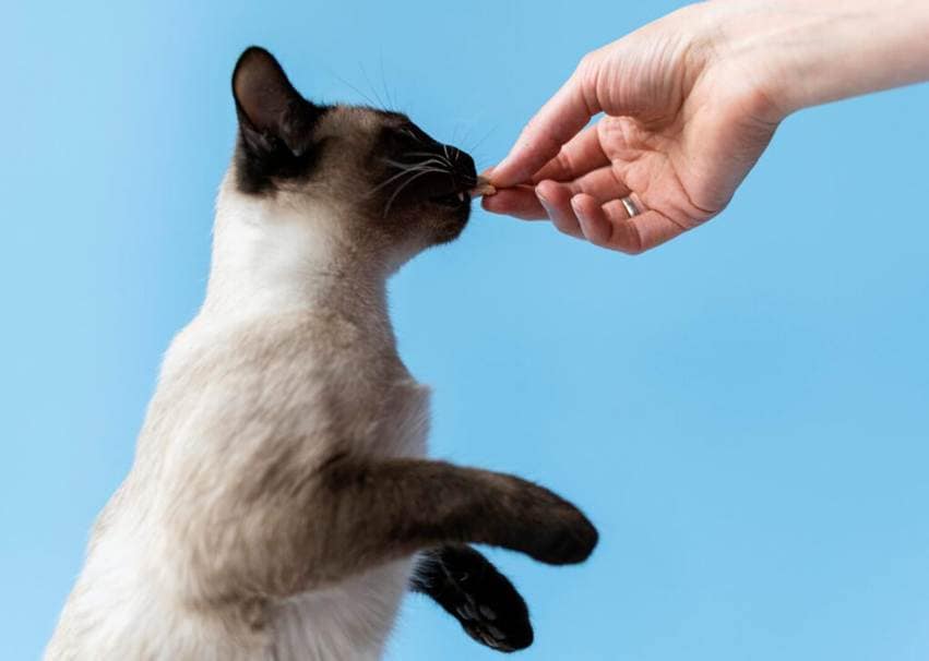 Ômega 3 para gatos: benefícios dermatológicos e cuidados essenciais