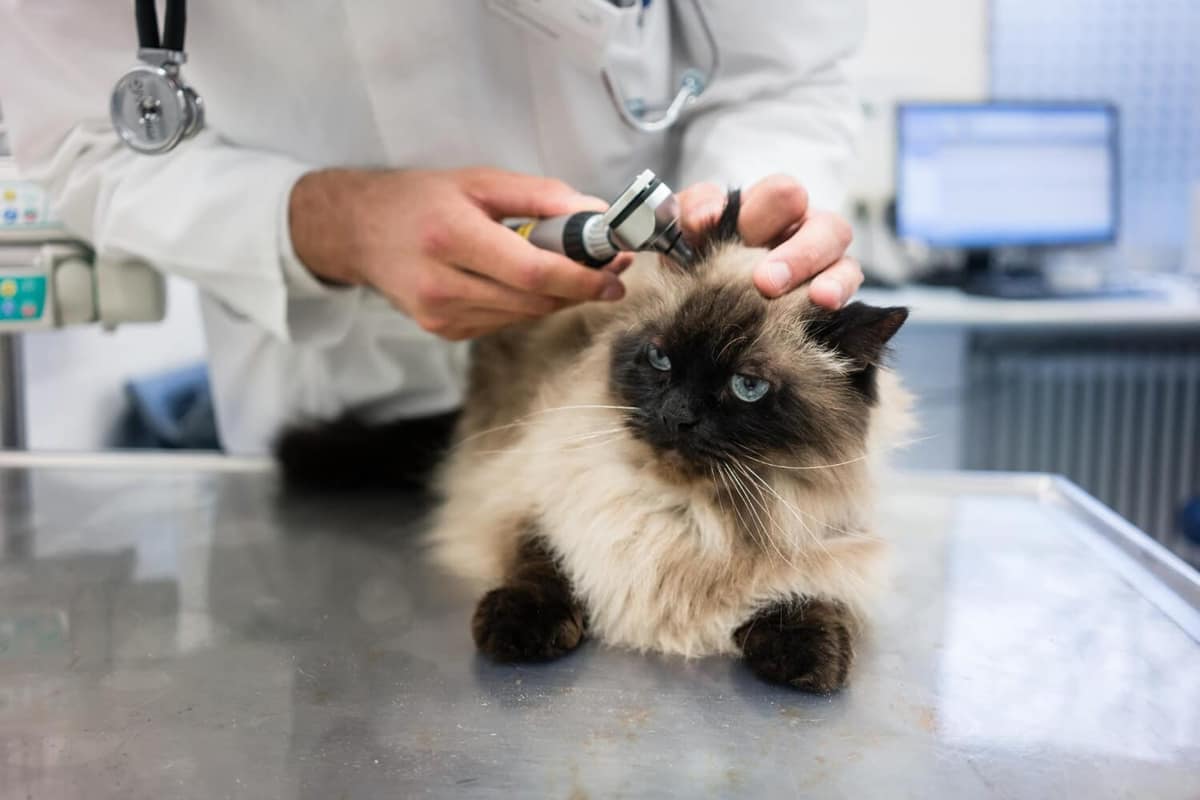 Otite Canina e Felina: Como Diagnosticar Corretamente e Evitar Recidivas
