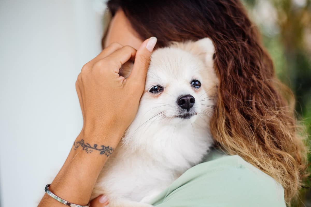 Otite Canina e Felina: Sintomas, Causas e Tratamentos