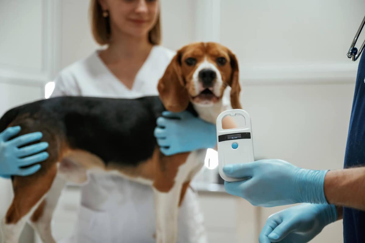 Otite Crônica em Cães: Por Que Ela Volta e Como Evitar Recorrências