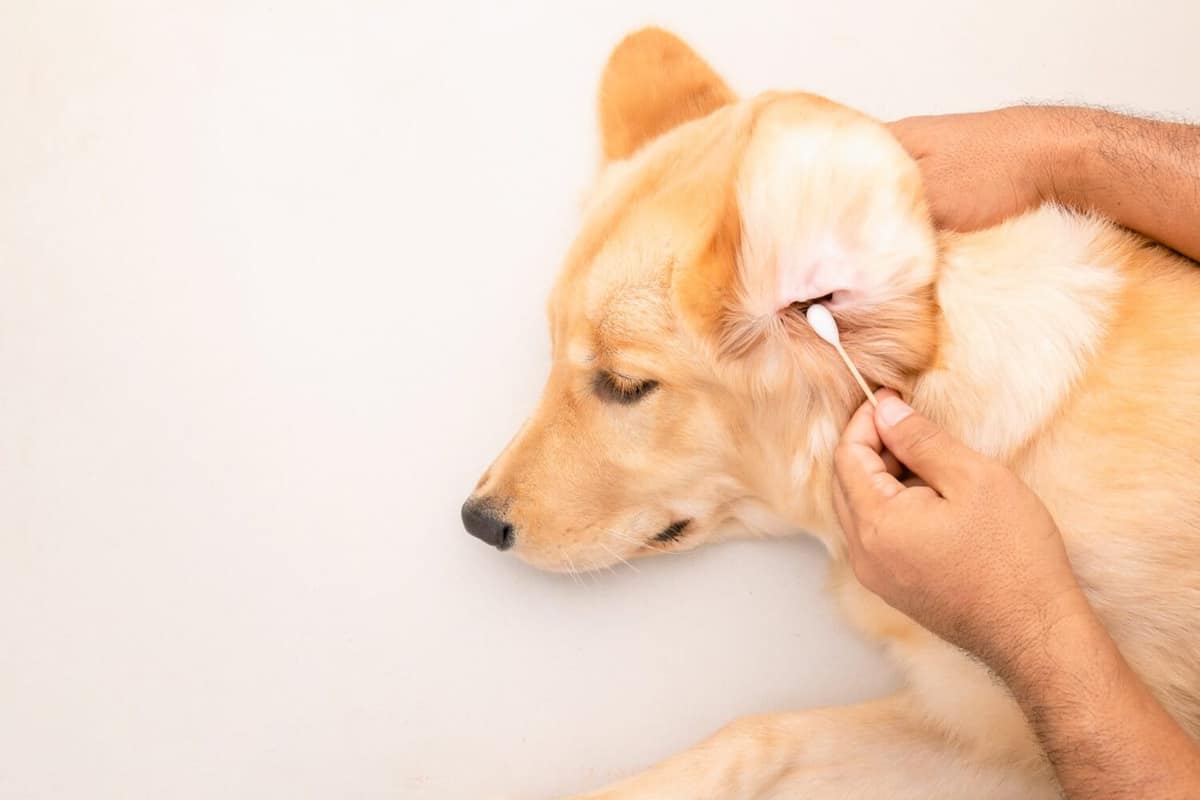 Prevenção e Tratamento da Otite em Pets: Tudo o que Você Precisa Saber