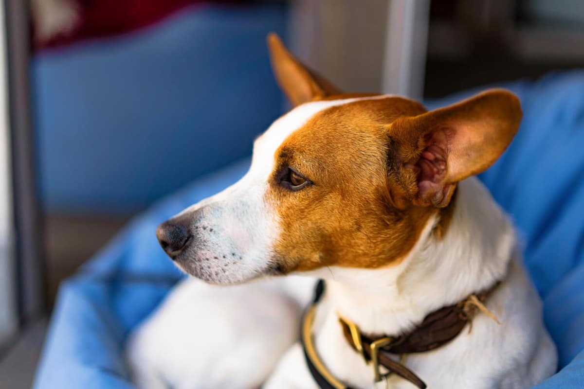 Otite em Cães Nadadores: Cuidados Necessários para Prevenir Problemas nos Ouvidos