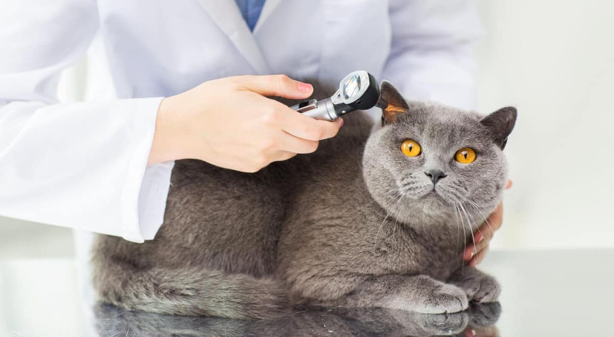 Otite em gatos: sinais silenciosos que você não deve ignorar