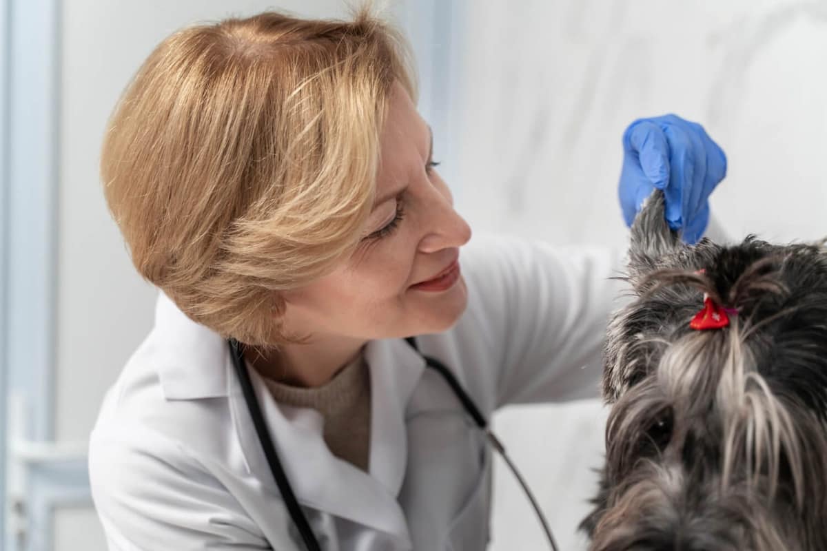 Seu Pet com Coceira nas Orelhas? Pode Ser Otite — Saiba Como Agir