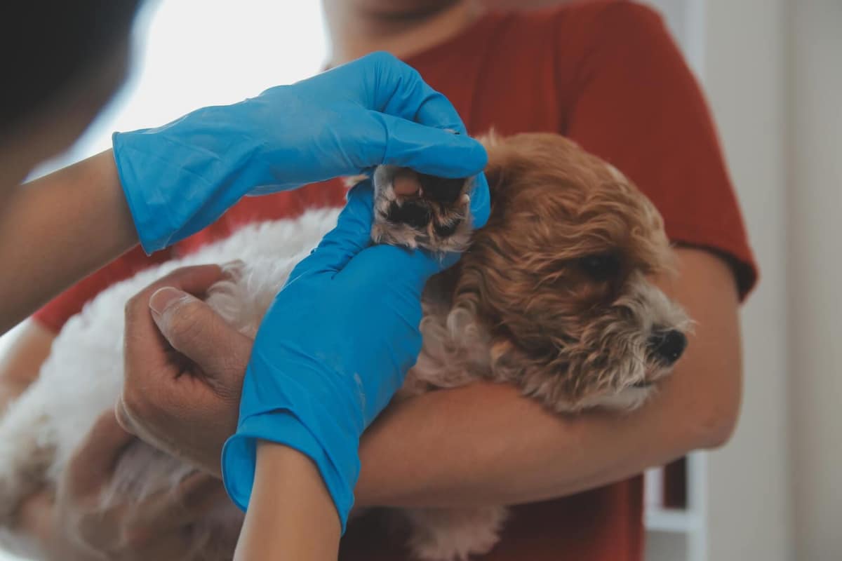 Otite em pets e alergias alimentares: entenda a relação e saiba como proteger a saúde do seu animal