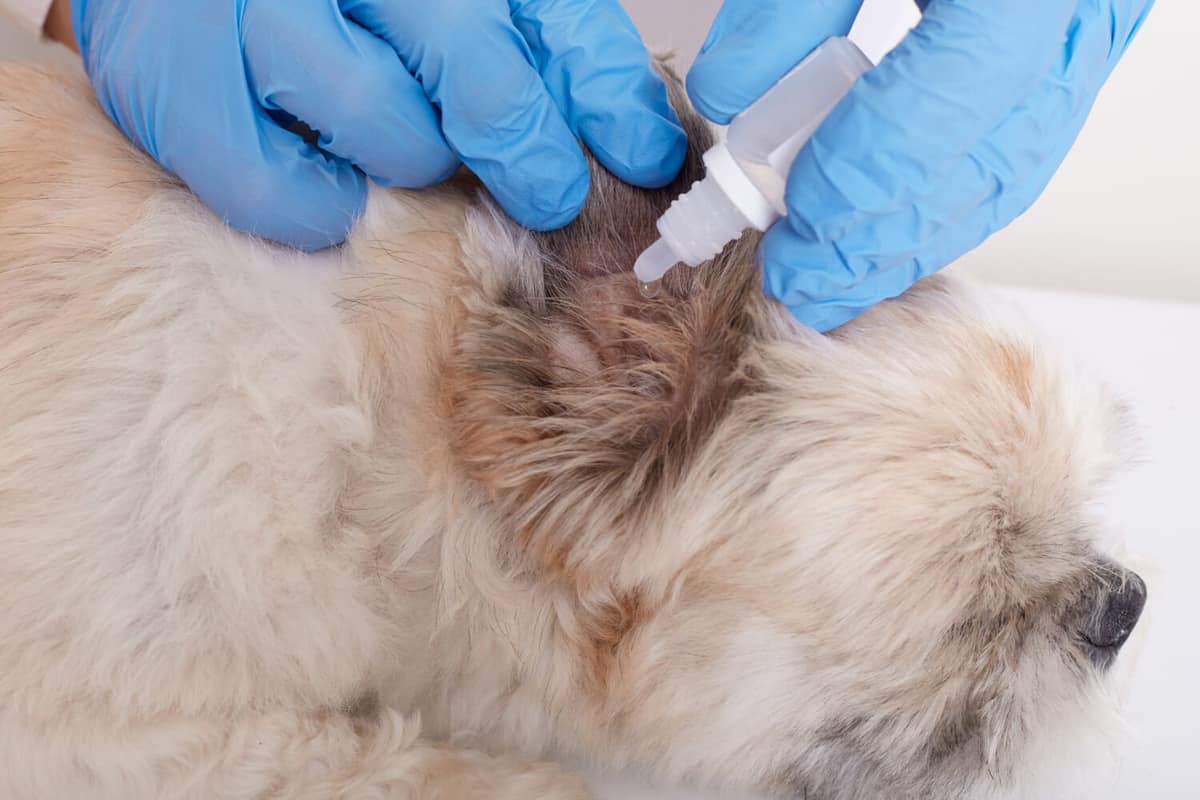 Otites em Cachorros: Sintomas Alarmantes e Soluções Efetivas!