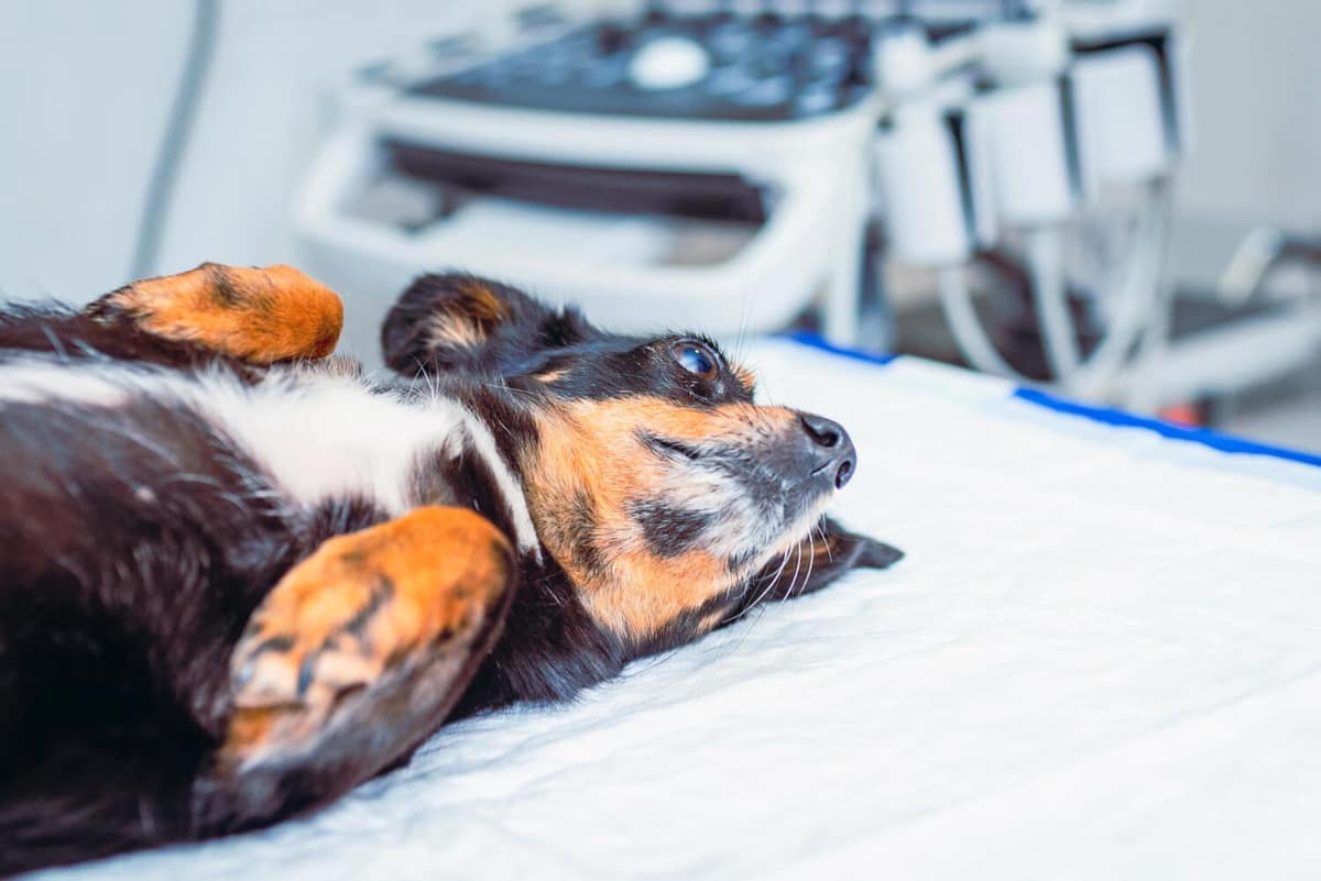 Como Prevenir Otites Recorrentes em Pets