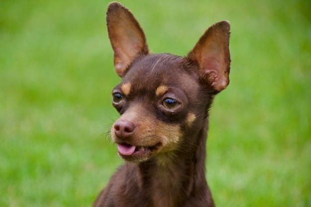 O Que é a Otoendoscopia em Cães e Por Que Esse Exame Pode Salvar a Audição do Seu Pet