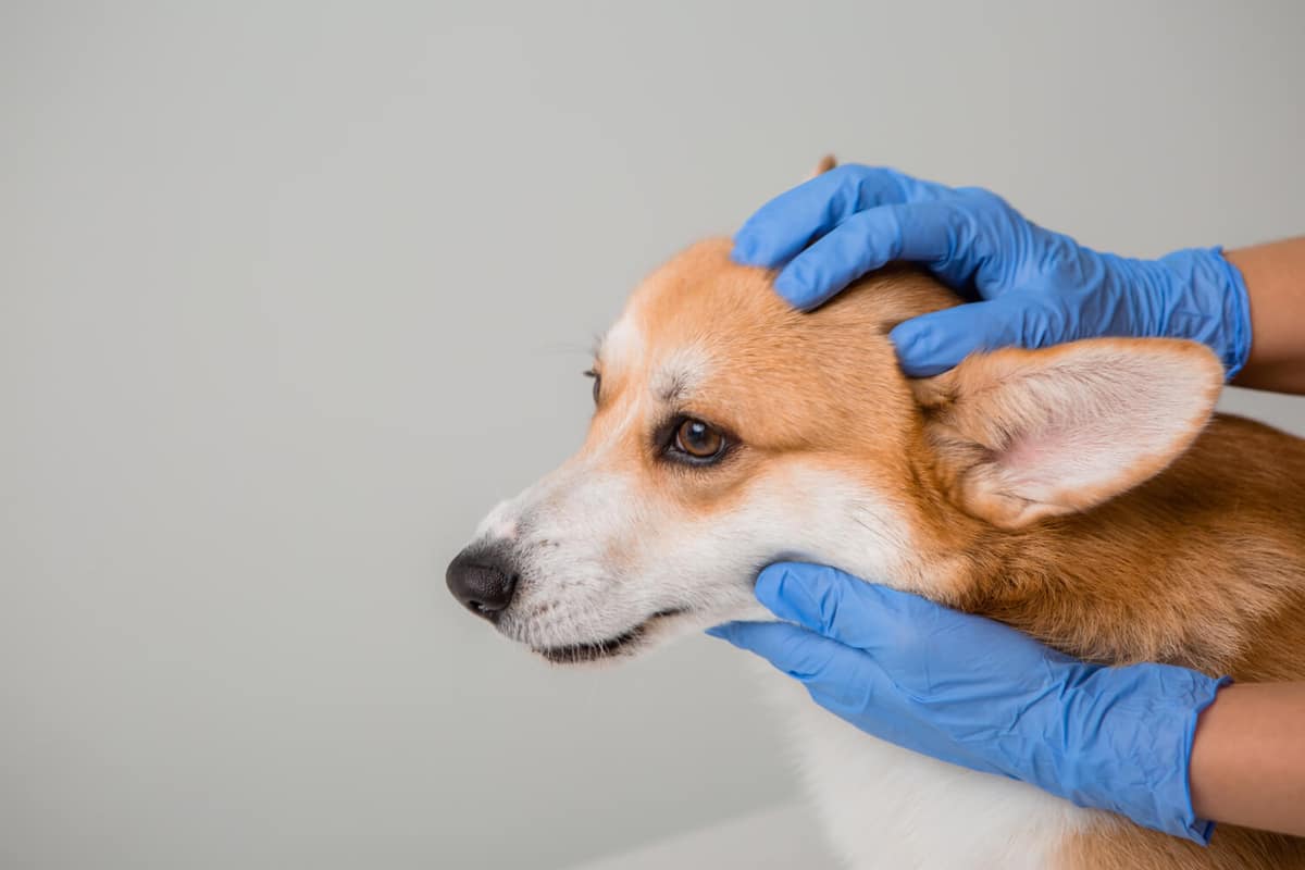 Como a Otoendoscopia Revolucionou o Diagnóstico e Tratamento das Otites Crônicas em Cães