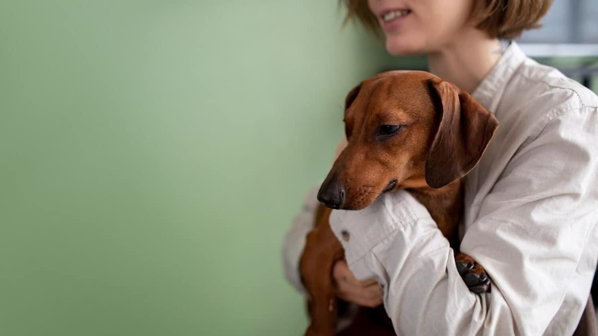 Parasitas em Pets: Como Proteger Seu Pet de Infestações Dermatológicas