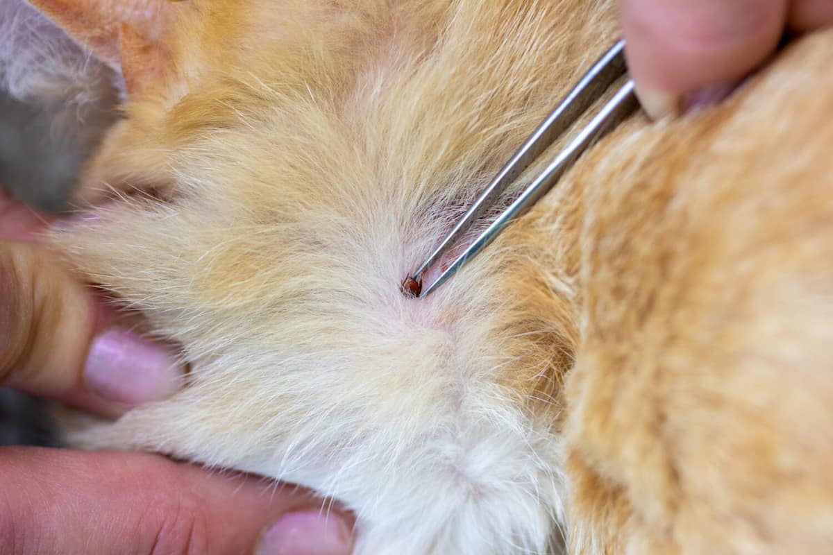 Pulgas, Carrapatos e Coceiras: Os Danos dos Parasitas na Pele Animal