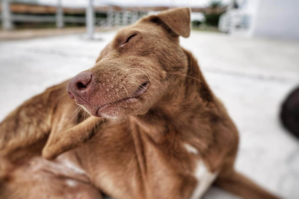 Pelagem Opaca e Quebradiça em Pets: O Que Investigar e Como Recuperar a Saúde do Pelo