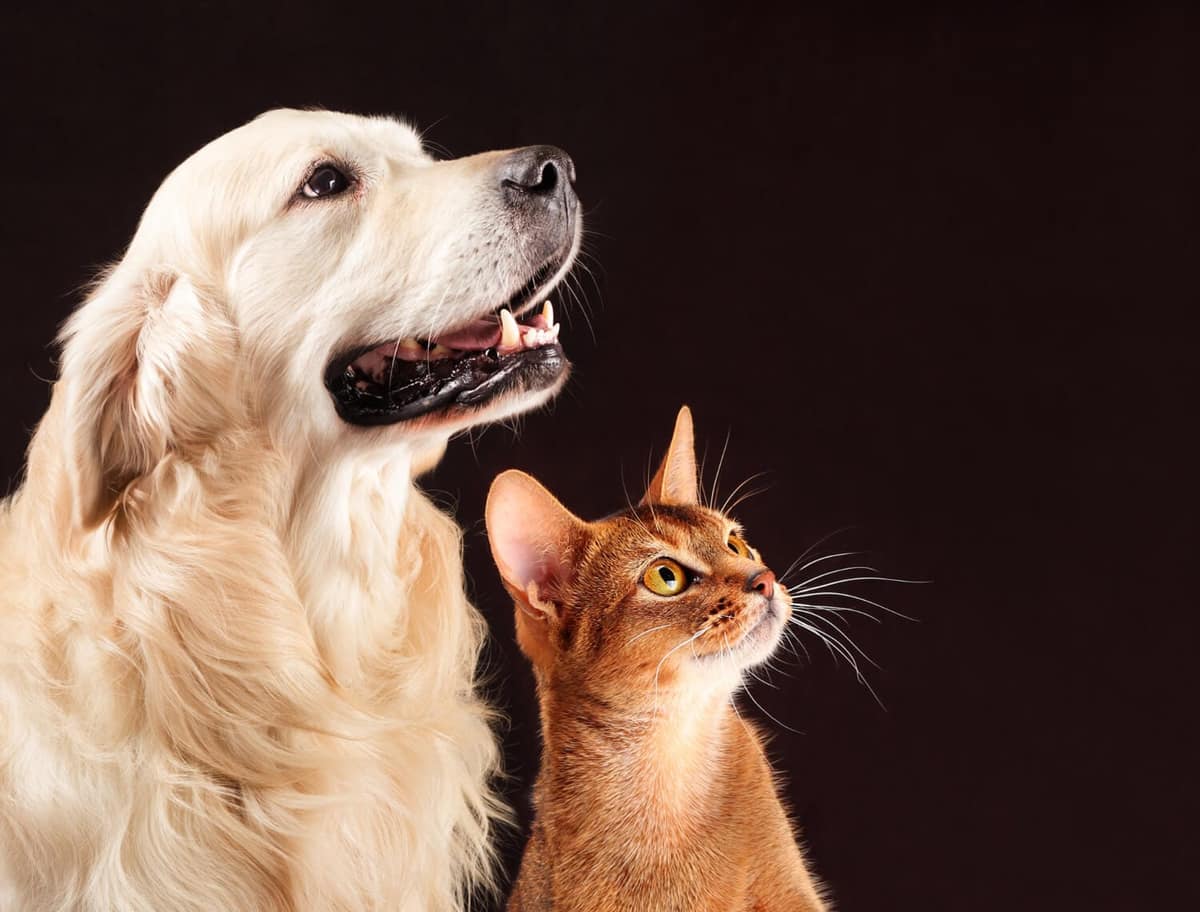 Pele de Pets Idosos: Cuidados Especiais para uma Velhice Saudável