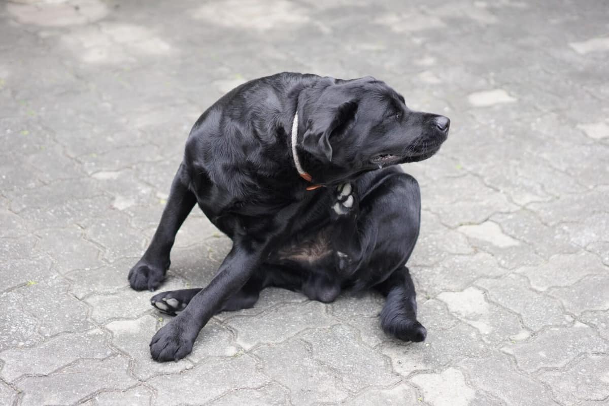Pele Ressecada em Pets: Como Hidratar e Manter a Saúde Dermatológica