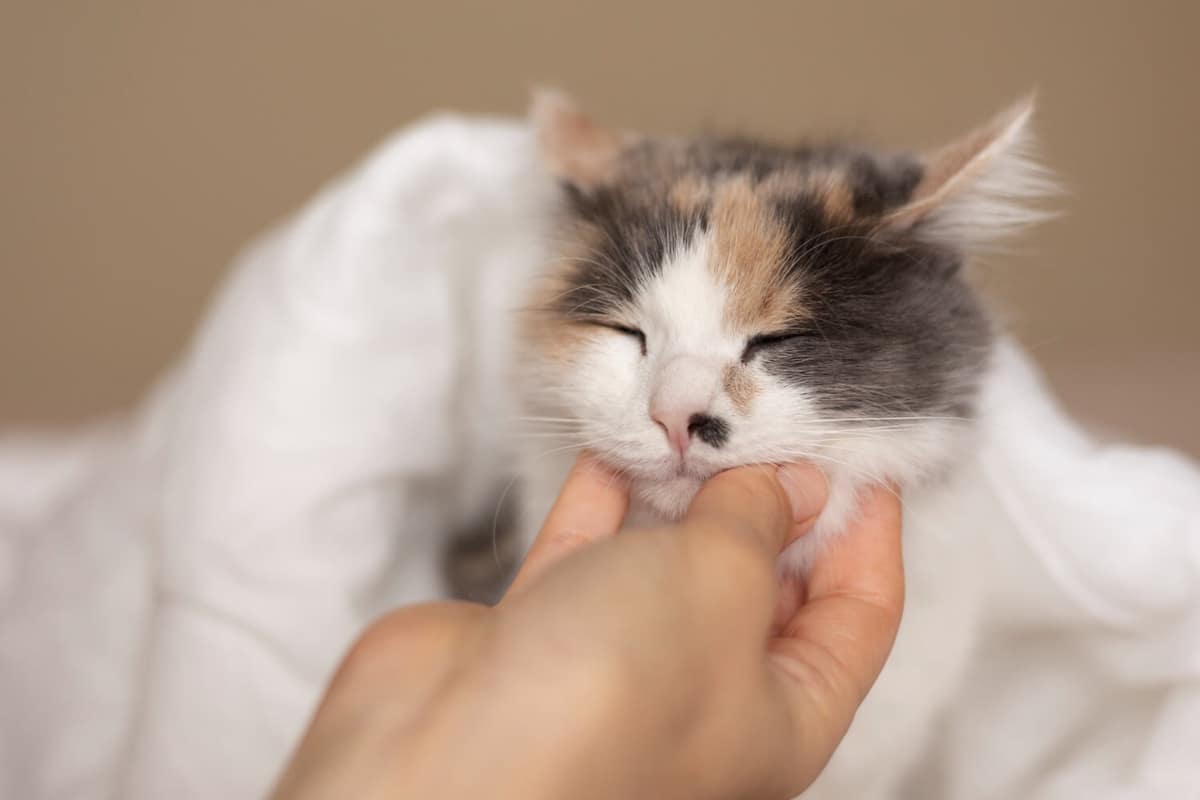 Cuidados Especiais para Pets com Pele Pigmentada e Propensão ao Câncer