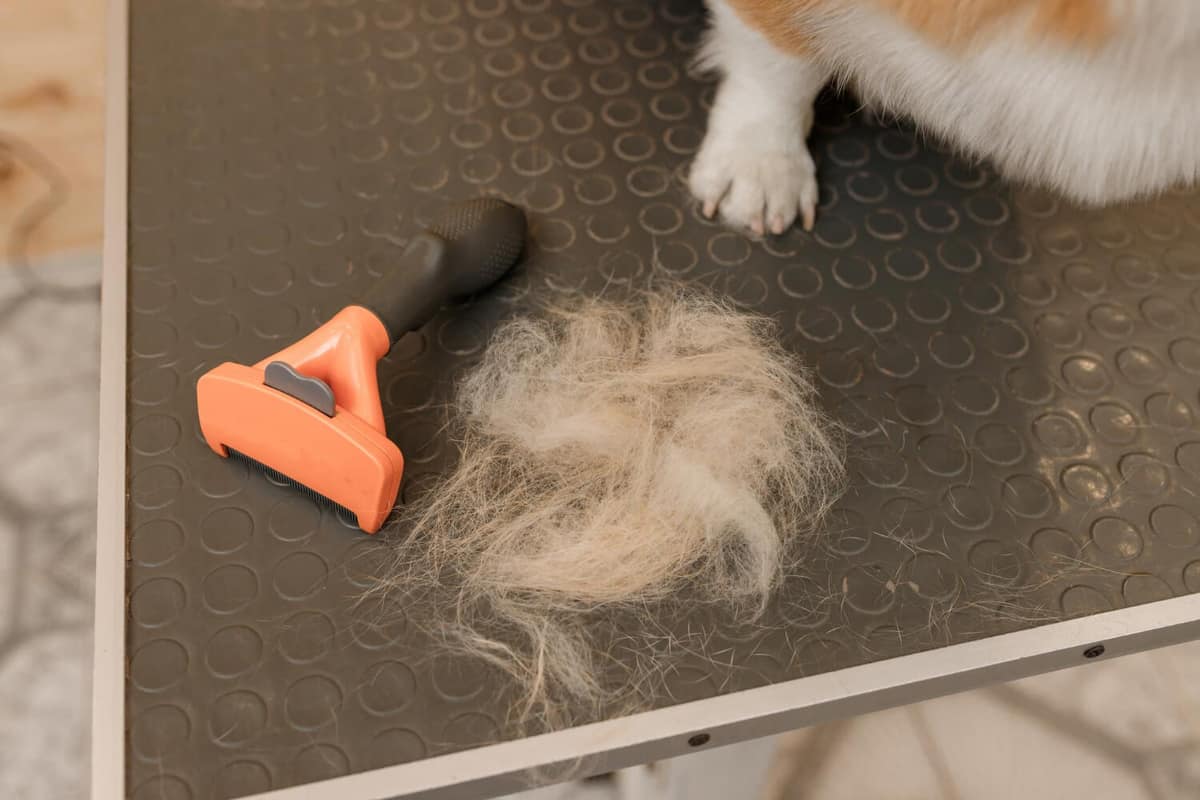 Pets que Arrancam o Próprio Pelo: Quais Podem Ser as Causas?