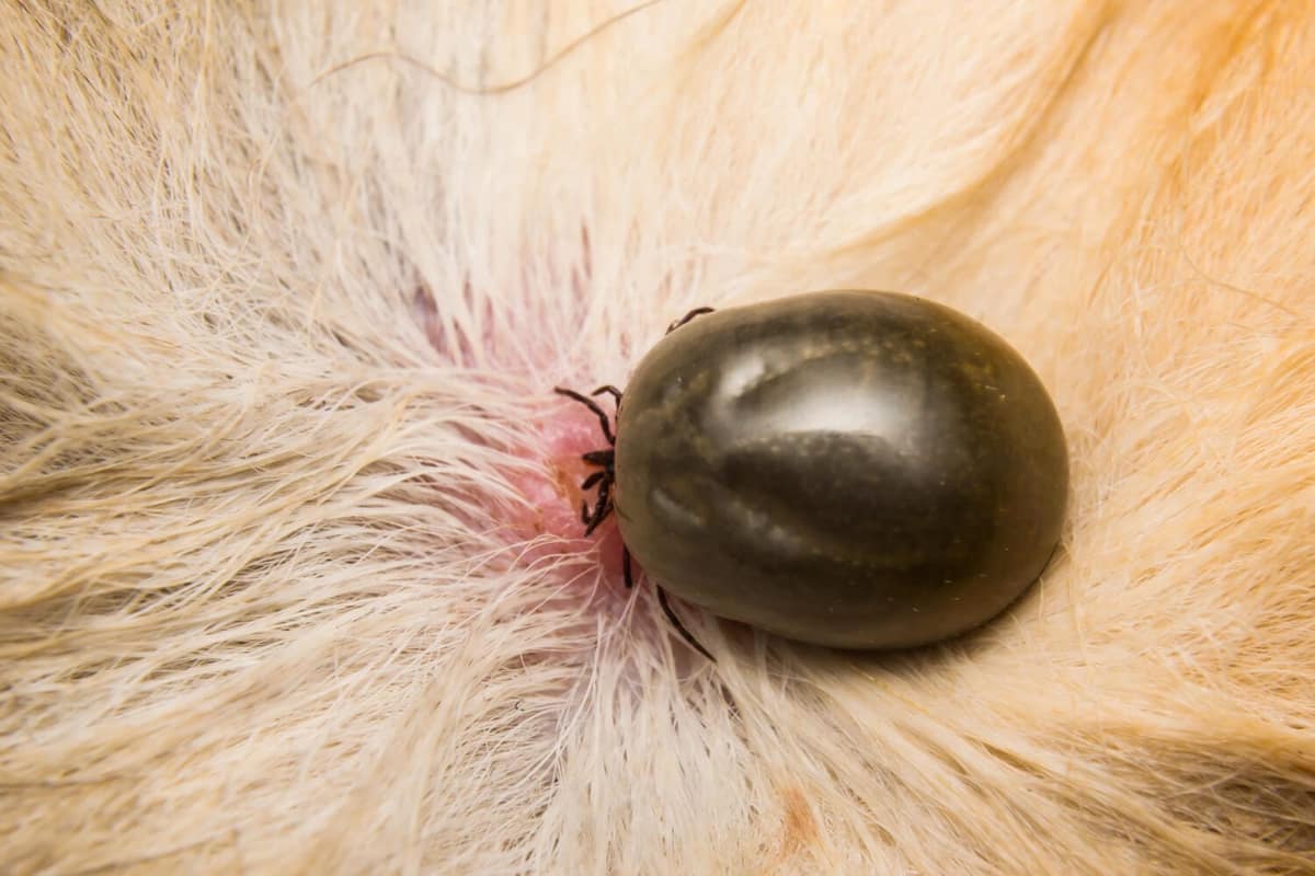 Piolhos em Pets: Prevenção e Tratamento Eficazes para Problemas de Pele