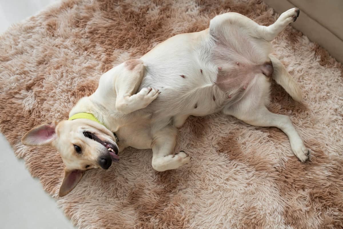 Plano dermatológico completo para pets alérgicos: como controlar coceira, inflamação e recorrências