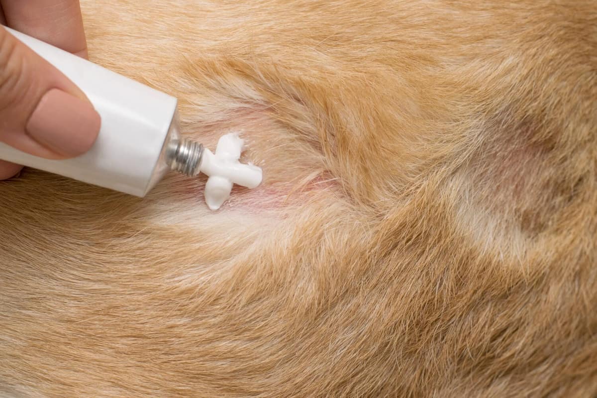 Pomadas e Cremes em Pets: Quando e Como Usar com Segurança