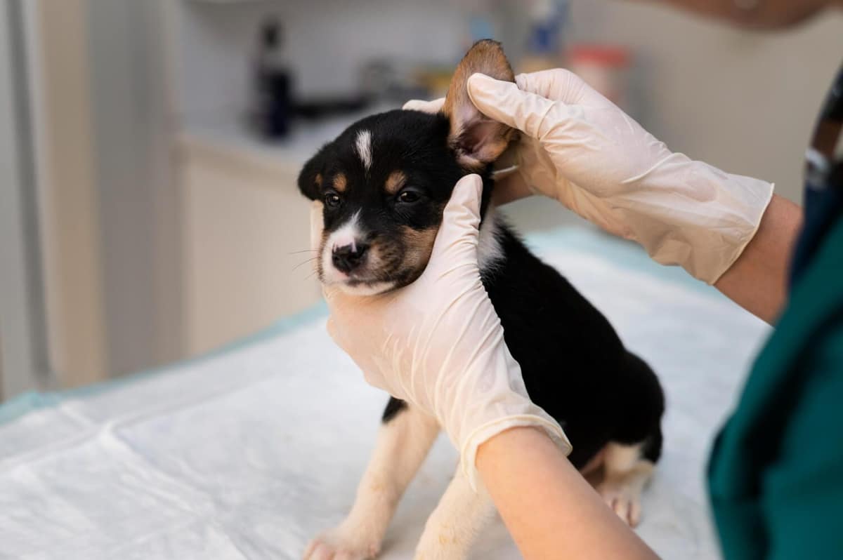 Como Prevenir Otites Recorrentes em Cães e Gatos: Cuidados Essenciais para a Saúde dos Ouvidos