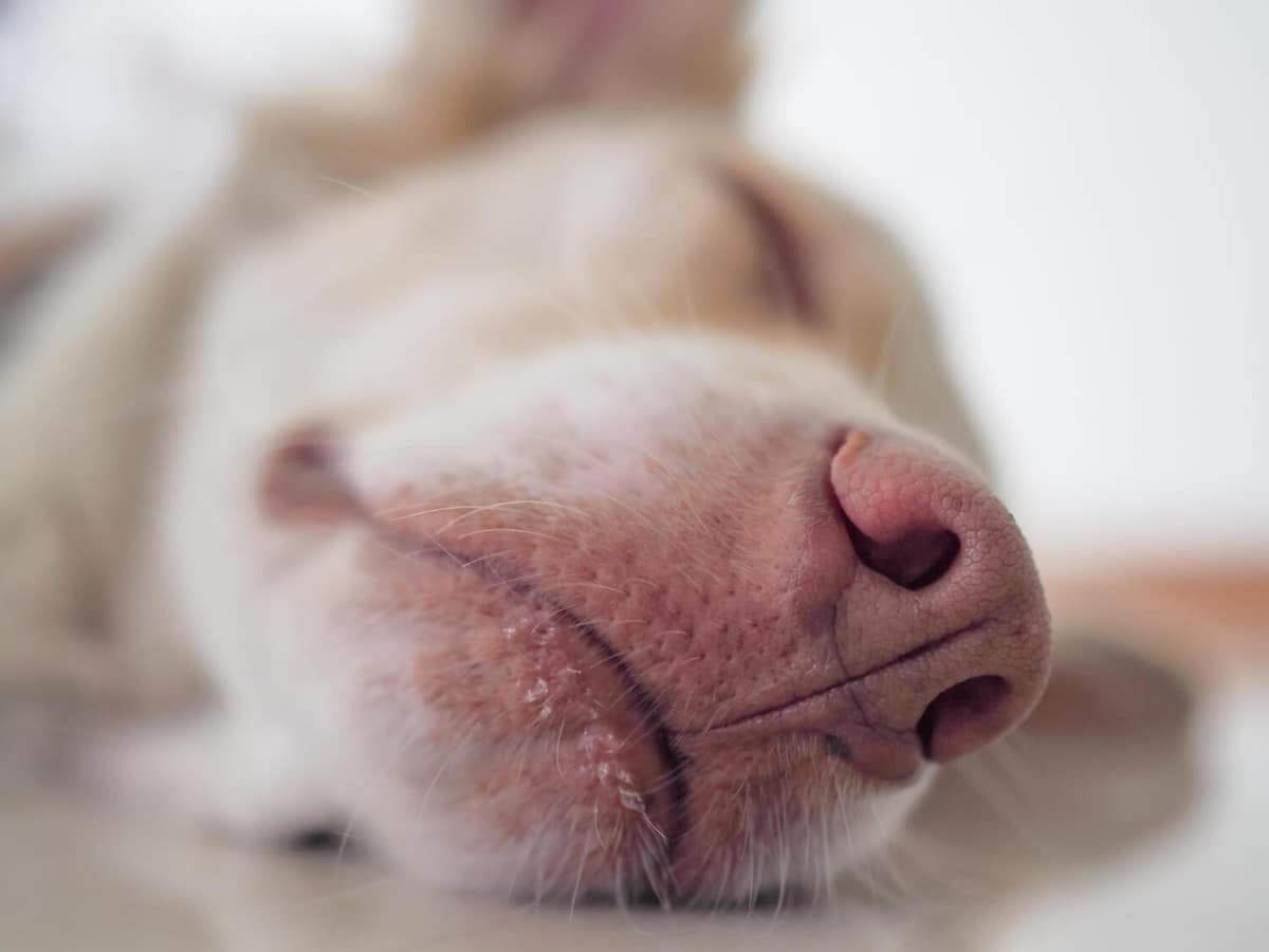 Problemas de pele em cães braquicefálicos: por que são tão comuns e como prevenir