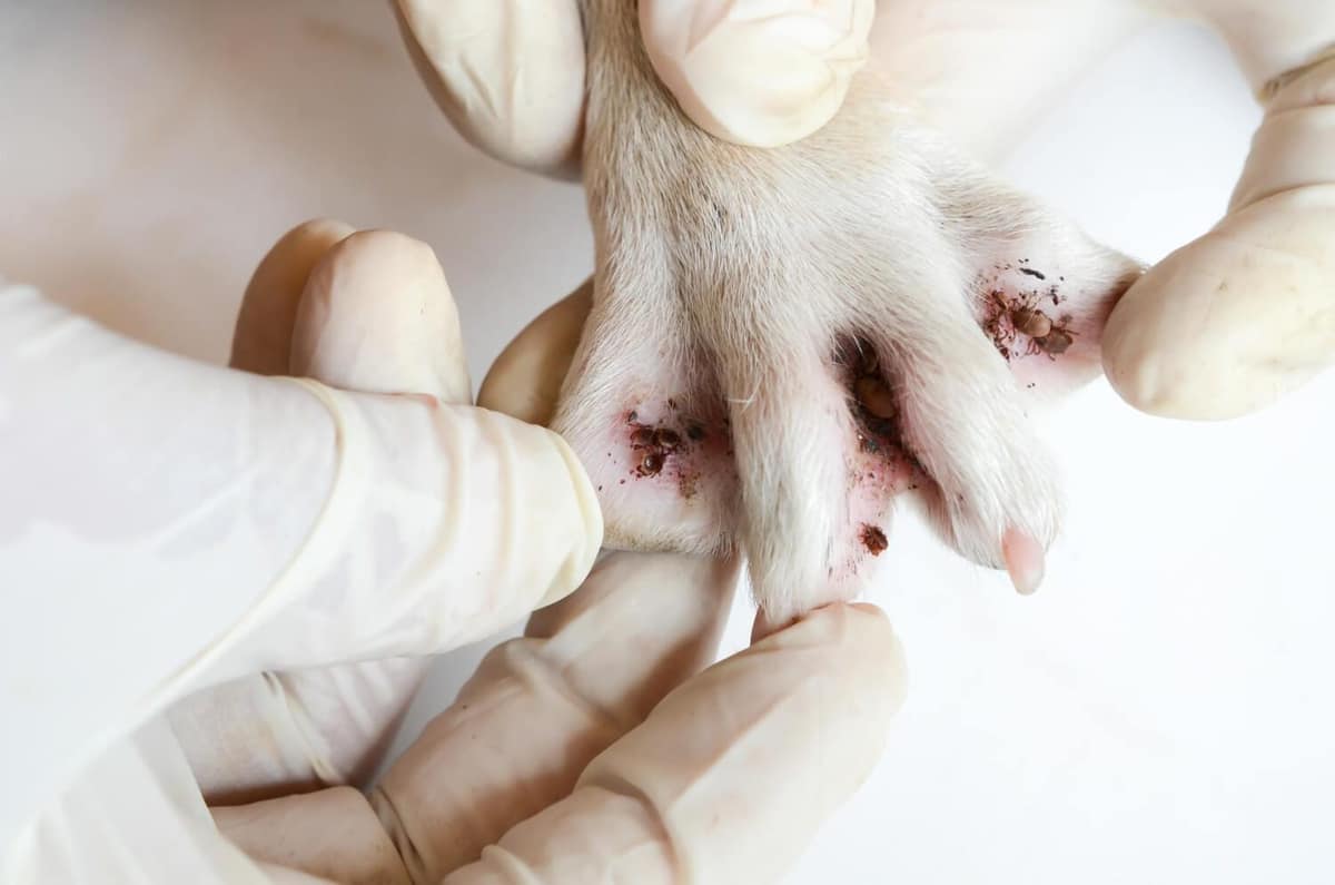 A Relação Entre Problemas Hormonais e Dermatite em Pets