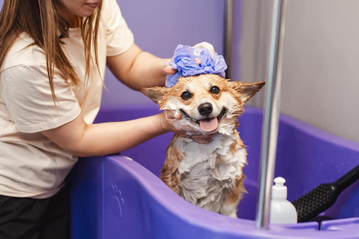 Produtos Humanos na Pele do Animal: Quais São os Riscos e Por Que Esse Hábito Pode Ser Perigoso