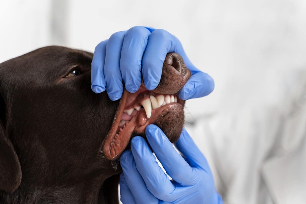 Prurido em Cães: Como Saber se é Causado por Vírus e Quais São os Tratamentos