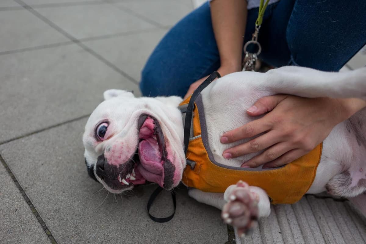 Prurido Vírus Canino: O que é e Como Proteger seu Pet de Coceiras Intensas