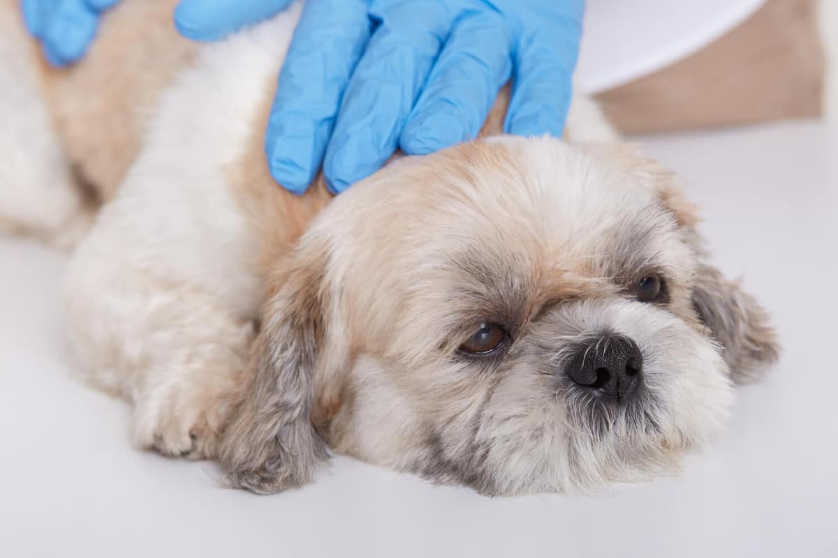 Psoríase em Cães e Doenças de Pele Semelhantes: Existe Tratamento Dermatológico?