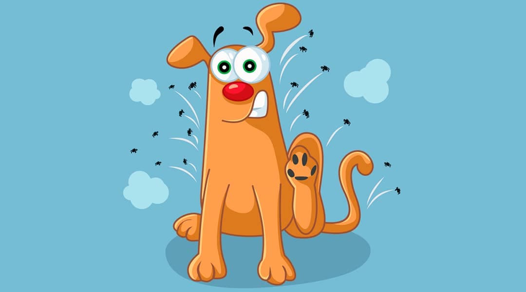 Pulga em cães: Como posso proteger meu pet?