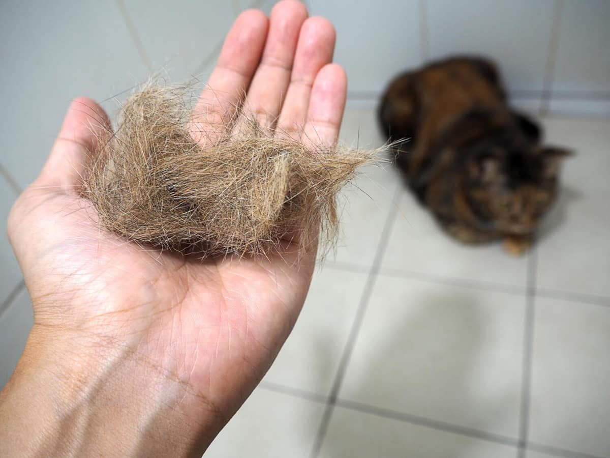 Quando a Queda de Pelos Indica um Problema Mais Sério: Sinais de Alerta que o Tutor Deve Observar