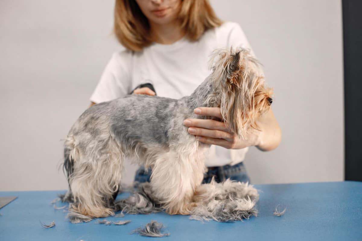 Queda de Pelo Após Cirurgia em Cães: Quando é Normal e Quando Investigar?