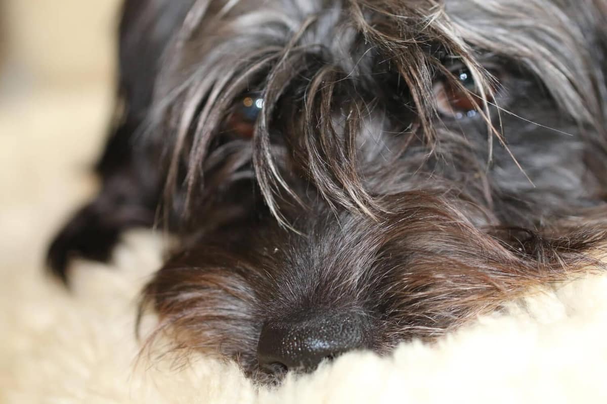 Queda de Pelos em Cães: Como Identificar Problemas Dermatológicos e Cuidar da Saúde do Pet
