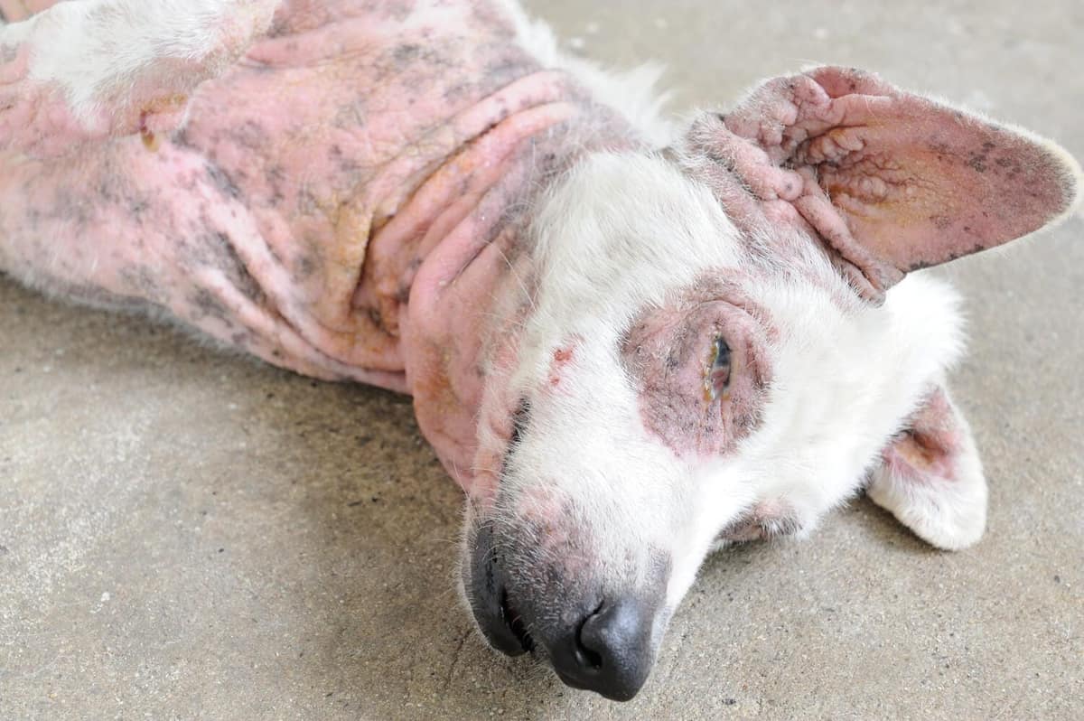 Raças Mais Predispostas à Atopia: Entenda Quais Cães Têm Maior Risco de Alergias de Pele