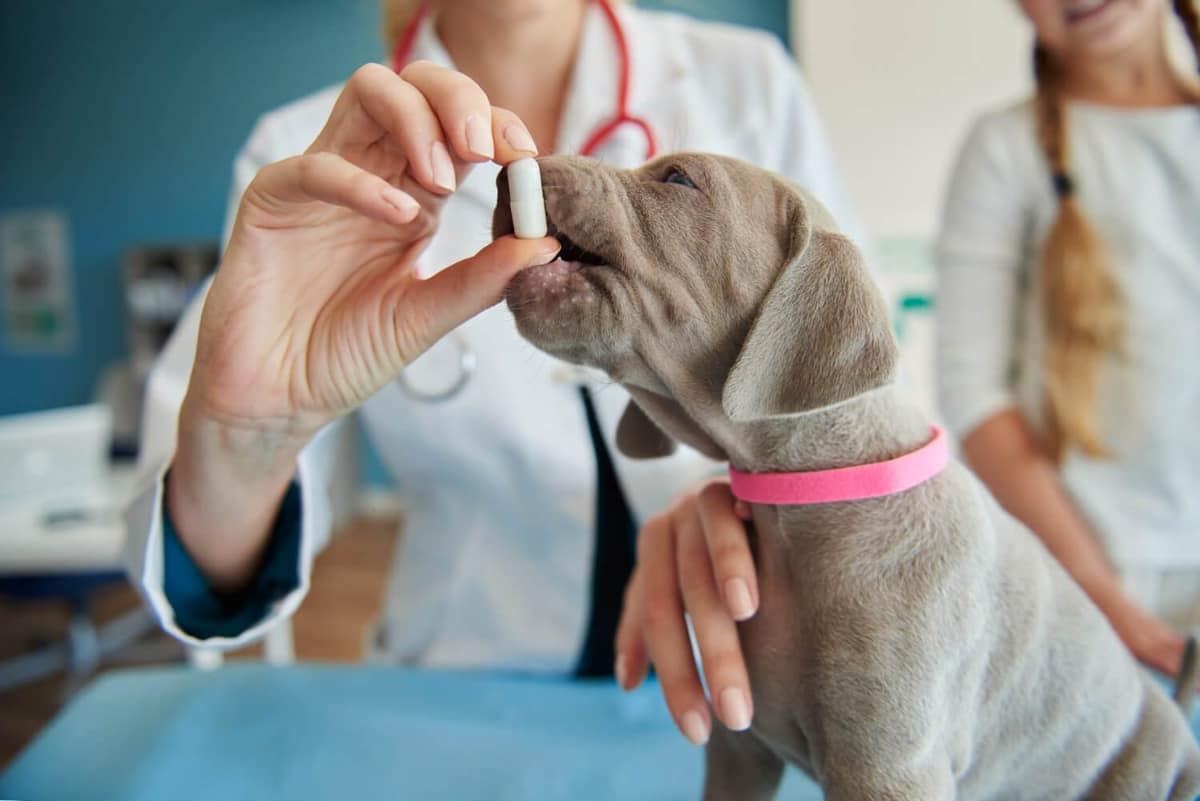 Remédio Caseiro para Coceira em Cães: Soluções Simples e Eficazes