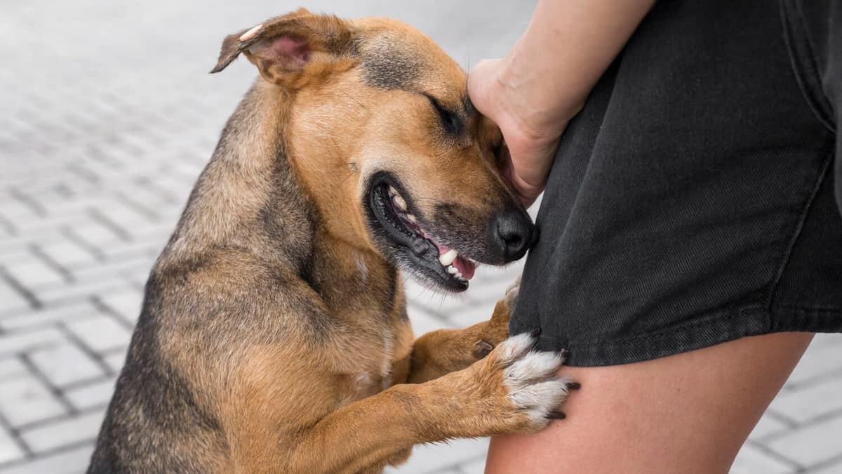 Remédios Caseiros para Aliviar a Coceira do Seu Cão Naturalmente