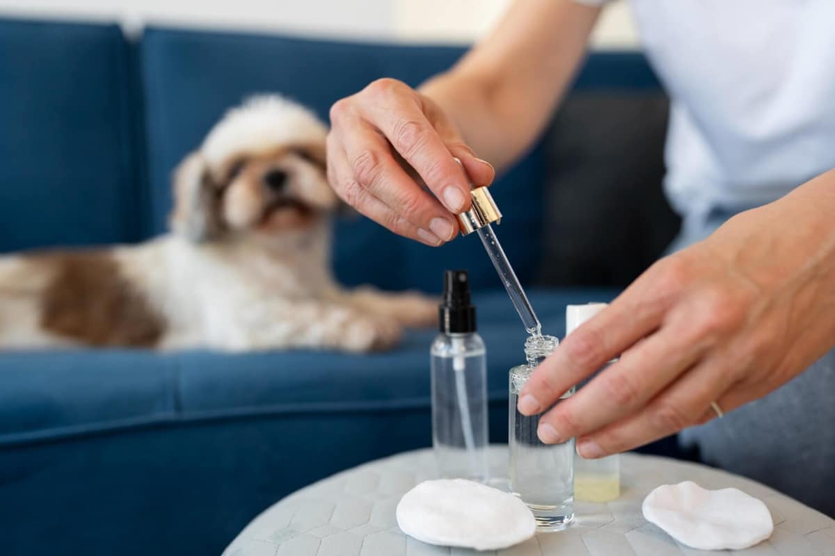 Como Aliviar a Dermatite Canina com Remédios Caseiros Simples e Seguros