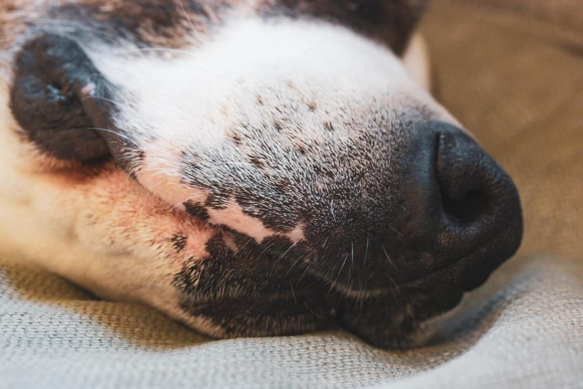 Sarna Demodécica em Cães: Sintomas, Diagnóstico e Como Tratar Corretamente