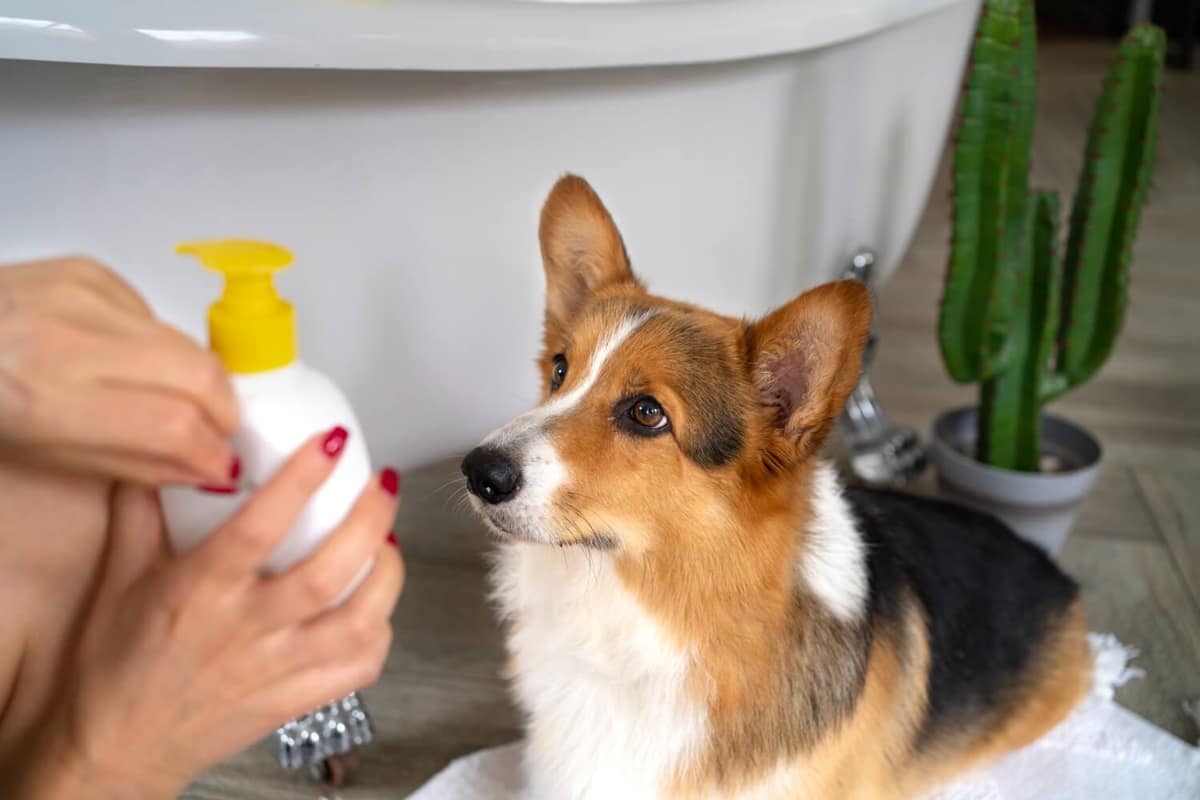 Shampoos Dermatológicos para Pets: Como Escolher o Certo
