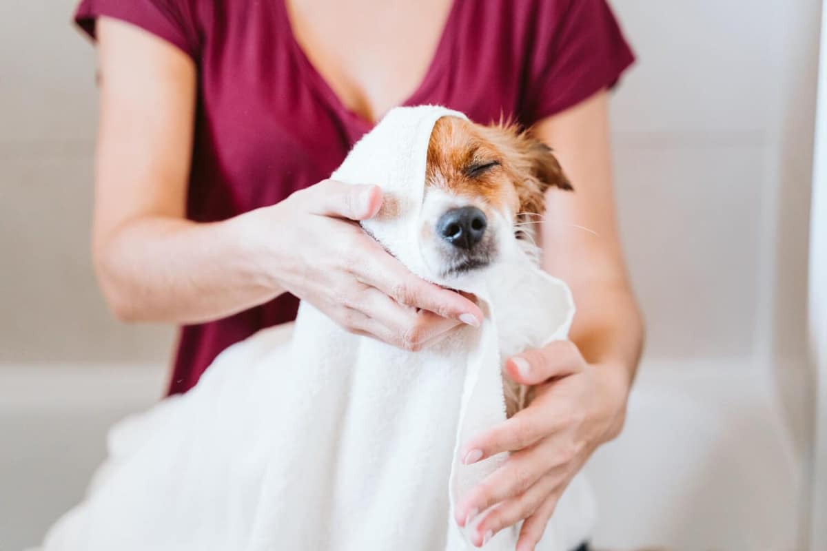 Shampoos Dermatológicos para Cães: Como Escolher a Melhor Opção?