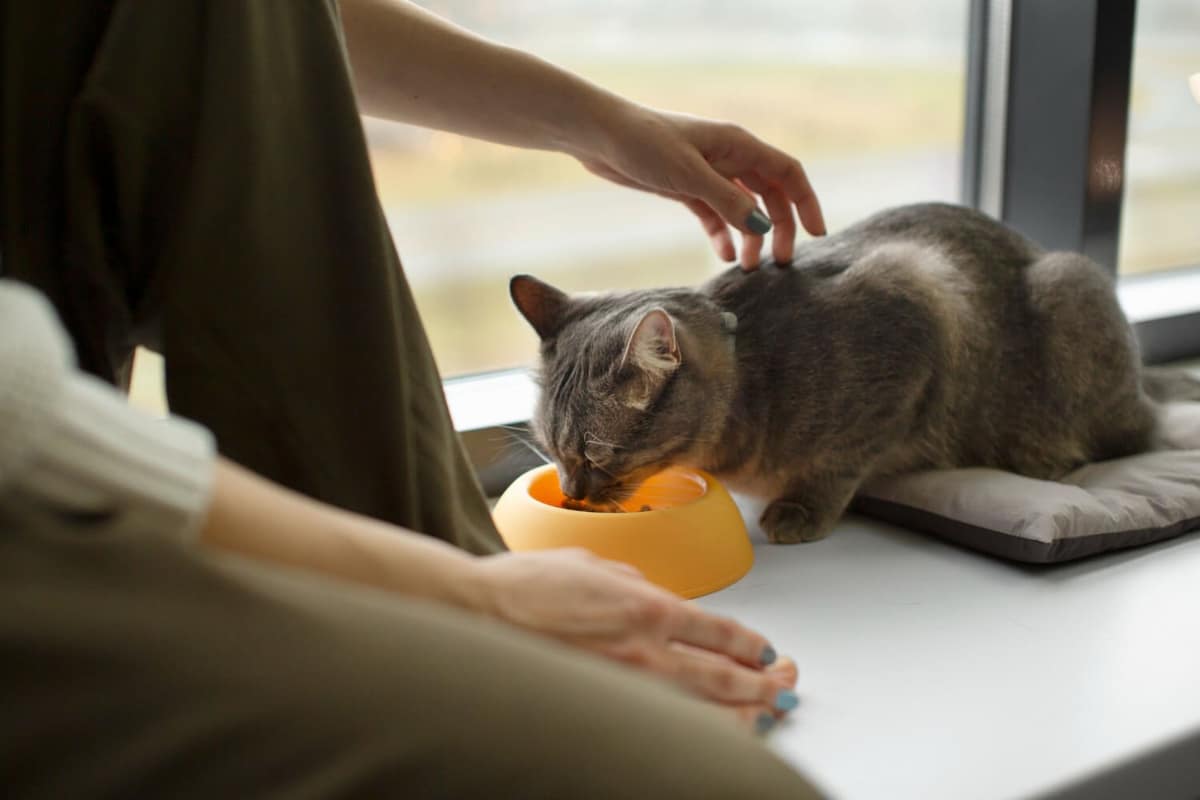Sinais de Alergia Alimentar em Gatos: O Que Observar