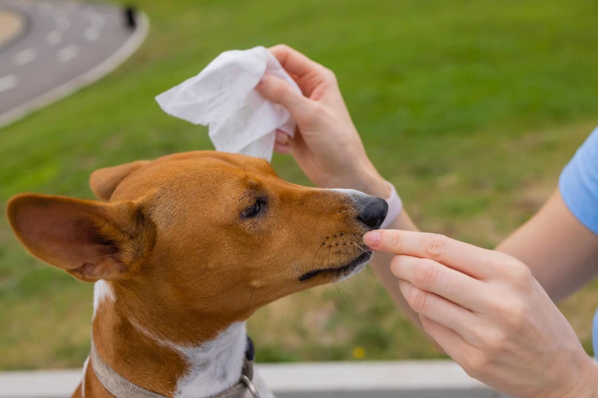 Sintomas Mais Comuns da Atopia em Cães