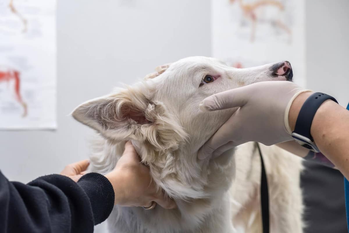 Sintomas de Dermatite Canina e Como Aliviar